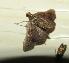 Scenedra decoratalis