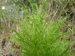Malacothrix saxatilis implicata
