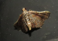 Scenedra decoratalis