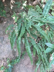 Tracheophyta