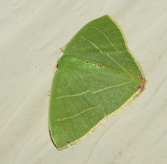 Urolitha bipunctifera