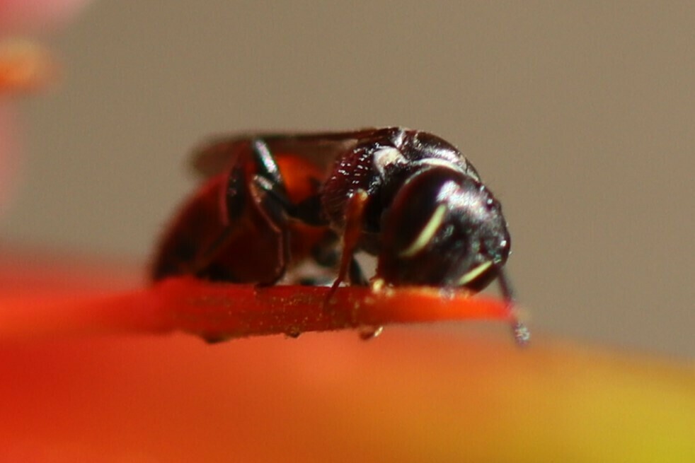 Littler's Masked Bee from Sydney NSW, Australia on October 2, 2023 at ...