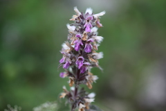 Stachys balansae