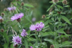 Centaurea phrygia abnormis