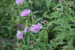 Centaurea phrygia abnormis