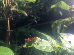 Ricolla quadrispinosa