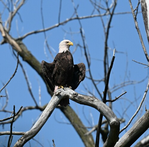 Bald Eagle photographed in Missouri