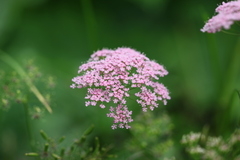 Chaerophyllum roseum