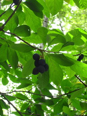 Oemleria cerasiformis