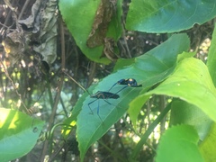 Diactor bilineatus