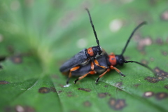 Phytoecia affinis