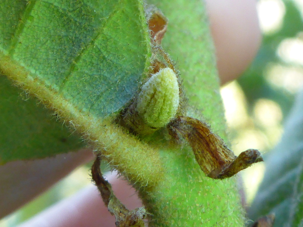 Tanoak gall wasp