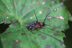 Phytoecia affinis