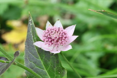 Astrantia maxima
