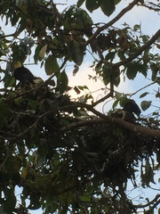 Phalacrocorax fuscicollis