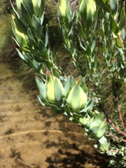 Leucadendron procerum