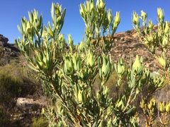 Leucadendron procerum