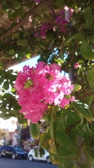 Lagerstroemia indica