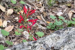 Salvia roemeriana