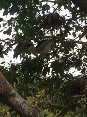 Nycticorax nycticorax