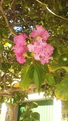 Lagerstroemia indica