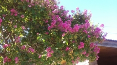 Lagerstroemia indica