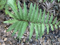 Anchistea virginica image