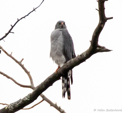 Ovambo Sparrowhawk photo 2