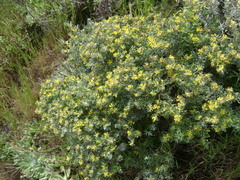 Acmispon dendroideus veatchii