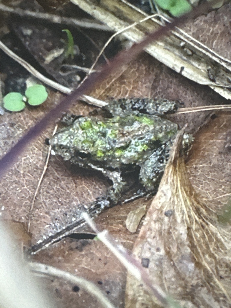 Southern Cricket Frog from Racine Dr, Wilmington, NC, US on October 2 ...