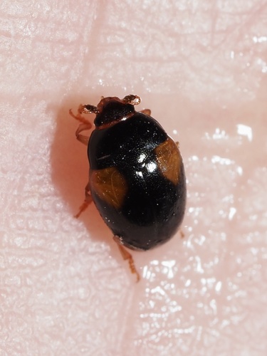 Tritoma humeralis photo 2