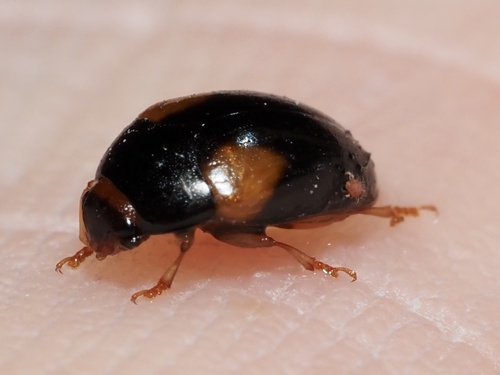 Tritoma humeralis photo 4