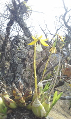 Prosthechea micropus