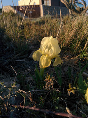 Iris lutescens