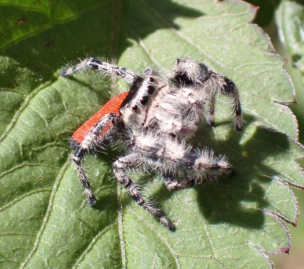 Phidippus adumbratus from Central Malibu, Malibu, CA, USA on October 2 ...