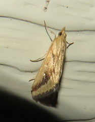 Achyra massalis