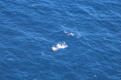 Megaptera novaeangliae