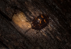 Episcaphula tamburinea