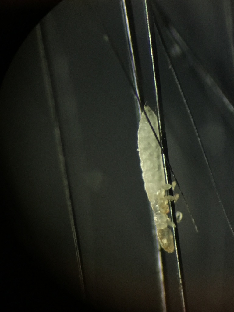 slender guinea pig louse