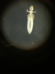 Gliricola porcelli