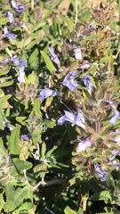 Salvia eremostachya