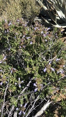 Salvia eremostachya