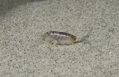 Bellorchestia quoyana