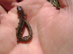 Batrachoseps pacificus