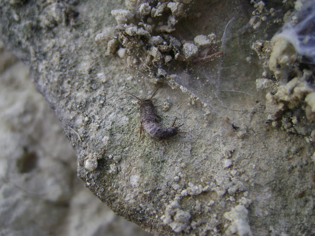 Allacrotelsa spinulata