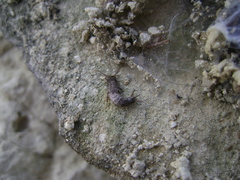 Allacrotelsa spinulata