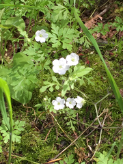 Nemophila