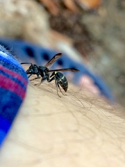 Polybia