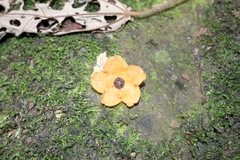 Bruceholstia magnifolia