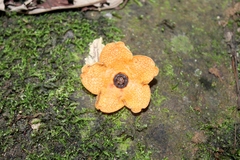 Bruceholstia magnifolia